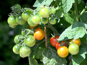 Mijn moestuin voor beginners #8: oogsten en zaaien